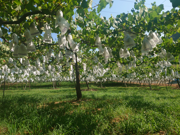 観光ふじブドウ園／内子ワイナリー