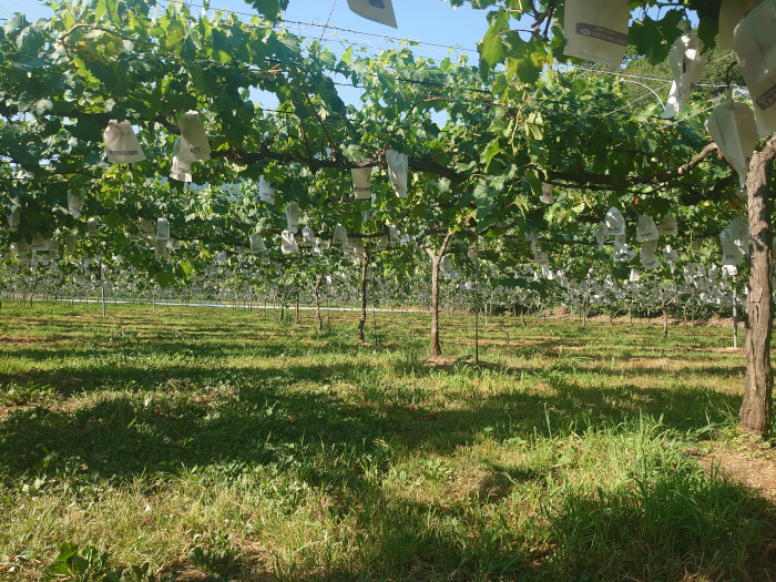 観光ふじブドウ園①