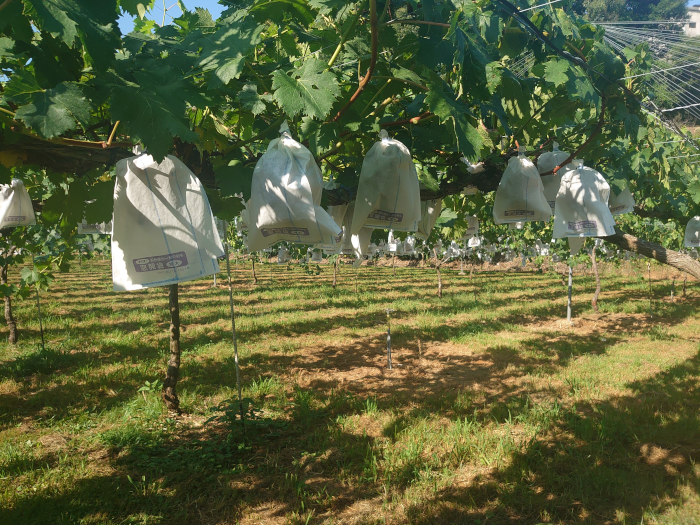 観光ふじブドウ園②