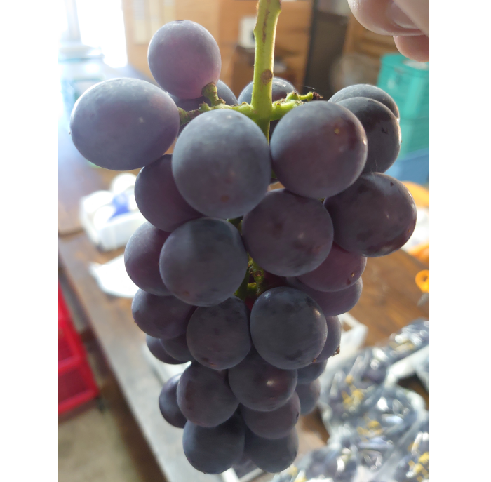 黒葡萄／ピオーネ②