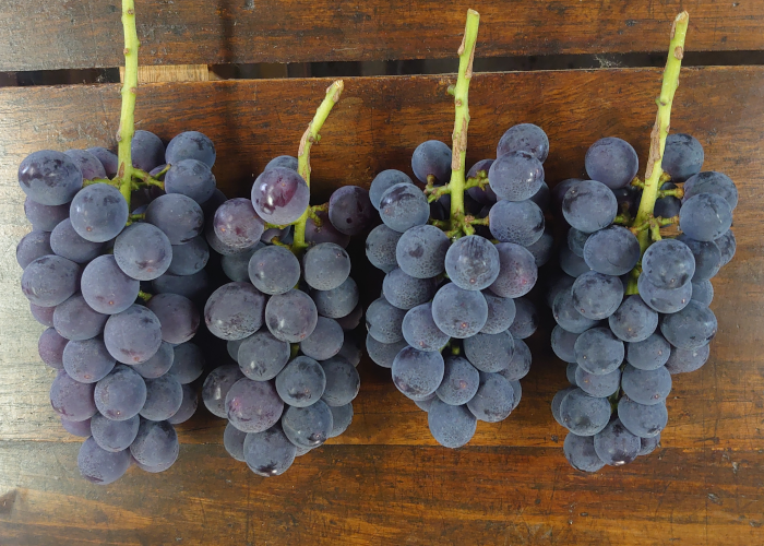 黒葡萄／ピオーネ①