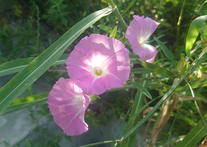 昼顔(ヒルガオ②)