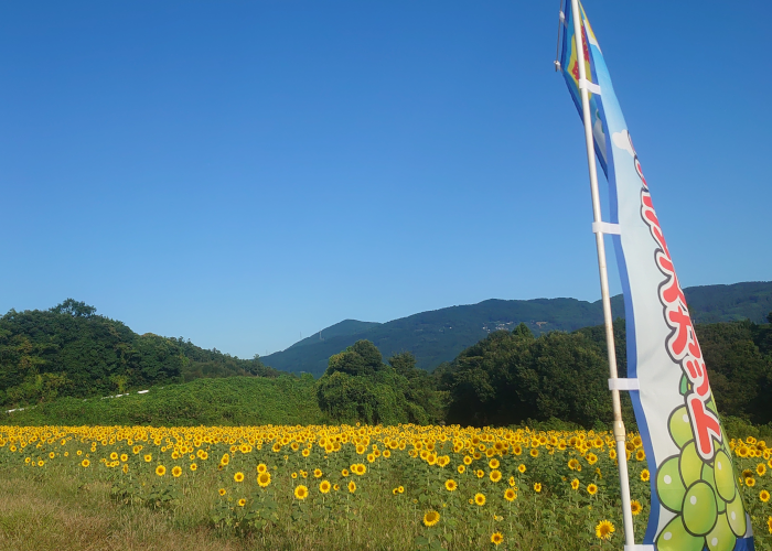 ひまわり畑①