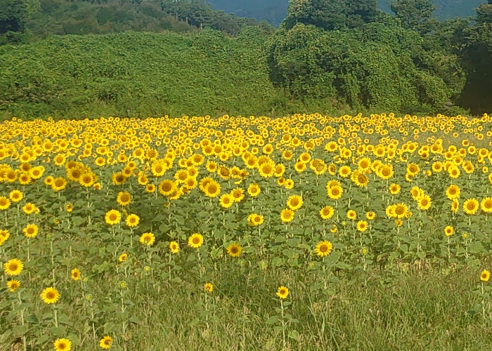 ひまわり畑②