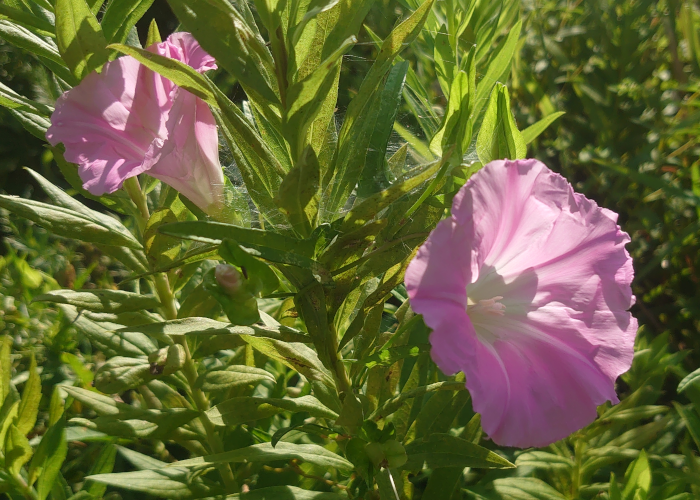 昼顔(ヒルガオ①)